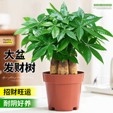 花翁大盆三杆发财树盆栽绿植室内客厅中式盆景办公室桌面摆件源头直发