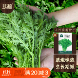 北蔬茼蒿菜种子苗小叶家庭阳台农家四季菜种籽 小叶茼蒿种子约3000粒