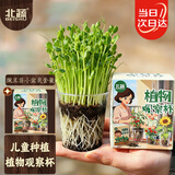北蔬 豌豆苗种子儿童盆栽植物观察趣味种植套装 儿童豌豆苗小盆栽套装