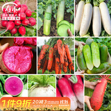 寿禾萝卜种子大全秋冬季胡萝卜水果樱桃萝卜菜种籽 10种萝卜种子大全