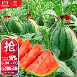 大禹懒汉西瓜种子苗特大适合南方早熟懒人8424麒麟瓜美都无籽水果蔬菜 春秋早春红玉西瓜种子 80粒
