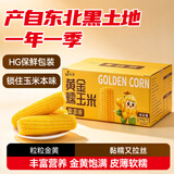 建三江黄金糯玉米3.8斤 240g*8根 黏玉米 东北玉米 早餐零食