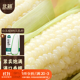 北蔬白甜糯玉米种子苗大棒早熟粘苞米籽 白玉糯909玉米种子30g约110粒