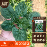 北蔬趴地菠菜种子苗老品种耐寒大叶红根秋冬菜籽 趴地香菠菜种子20g