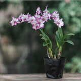 玫绚香型香水石斛兰花四季开花花期长期2个月以上