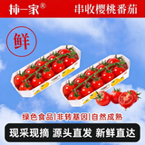 京鲜生&柿一家 山东串收樱桃番茄123g*4条随享礼盒水果小柿子源头直发