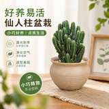 行湘多肉植物组合小盆栽办公室桌面仙人掌仙人球水培绿植花卉源头直发