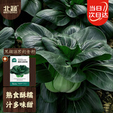 北蔬甜糯苏州青菜种子矮脚黑叶耐寒油菜蔬菜种籽 黑硕18苏州青种子20g
