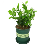 意轩花卉盆栽白茉莉白色茉莉花苗重瓣茉莉白茉莉盆栽茉莉 白茉莉4年苗开花多【带花苞】