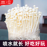 大禹蘑菇种植包玉米平菇芯菌包家庭种植香菇菌菇种子可食用菌包菌棒 金针菇蘑菇种植菌包1个约2斤