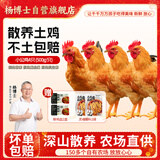 杨博士皖南散养土鸡4只 净重4斤 未打鸣小公鸡童子鸡源头直发