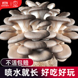 大禹蘑菇种植包玉米平菇芯菌包家庭种植香菇菌菇种子可食用菌包菌棒 灰平菇小菌包1个约1斤多