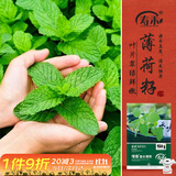 寿禾香水薄荷种子苗可食用盆栽香草种籽 香水薄荷种子1g约800粒*2袋