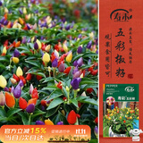 寿禾五彩椒种子苗七彩小辣椒秋季蔬菜种籽 潍育寿彩五彩椒种子约400粒