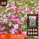 北蔬 格桑花种子苗波斯菊开花四季播种庭院花卉籽子 格桑花种子200粒