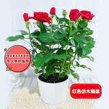 锦枫（jinfeng）玫瑰花盆栽 大盆带花苞室内好养的花卉观花植物绿植苗 红色玫瑰(白色仿木桶盆) 含盆