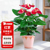 花翁一帆风顺白掌盆栽办公室内绿植花卉水培植物易活好养常绿源头直发