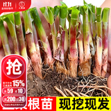 大禹韭菜根苗新根紫红根大叶韮菜移栽根种子四季寿光本地老品种蔬菜 紫红根韭菜根苗100棵+200g豆粕肥