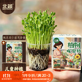 北蔬 豌豆苗种子儿童盆栽植物观察趣味种植套装 儿童豌豆苗小盆栽套装