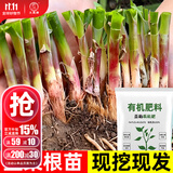 大禹韭菜根苗新根紫红根大叶韮菜移栽根种子四季寿光本地老品种蔬菜 紫红根韭菜根苗300棵+200g豆粕肥 紫根不明显