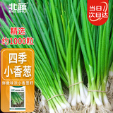 北蔬 四季小香葱种子小葱苗种苗家种盆栽菜种籽 四季小香葱种子1000粒
