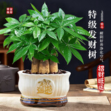 花翁大盆三杆发财树盆栽绿植室内客厅中式盆景办公室桌面摆件源头直发