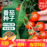 花沃里盆栽小番茄种子约70粒 蔬菜种子红珍珠小西红柿阳台盆栽/庭院种植