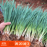 北蔬 小香葱种子苗四季播种阳台盆栽菜种籽 四季小香葱种子1000粒x2包