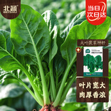 北蔬 大叶菠菜种子苗秋冬四季播种蔬菜种籽 寒雄1号大叶菠菜种子200g