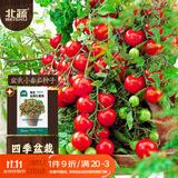 北蔬盆栽樱桃小番茄种子苗四季种蔬菜籽 矮生盆栽红番茄种子50粒x2包