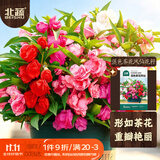 北蔬 凤仙花种子苗混色指甲花四季花籽 重瓣混色茶花凤仙种子1000粒