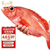 卖鱼七郎冰岛红石斑鱼净重4.8-5.1斤共3条海捕非养殖大眼鱼富贵鱼源头直发