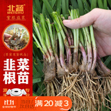 北蔬山东寿光独根红韭菜根苗紫根老品种 紫根韭菜根300棵源头直发包邮
