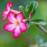 飞沭重瓣沙漠玫瑰多肉奇趣植物老桩耐旱花卉绿植盆栽当年开花