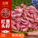 北蔬 红葱头种子苗四季小葱家庭盆栽蔬菜苗 红葱头1.5斤源头直发包邮