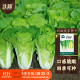 北蔬 快菜种子苗秋冬速生奶油小白菜蔬菜籽 奶油快菜种子10gx2包
