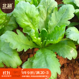 北蔬 大叶茼蒿种子苗虎耳茼蒿皇帝菜菜种籽 大叶茼蒿种子15g约6700粒