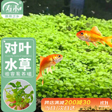 寿禾大对叶种子苗水草水培植物生态玻璃植物种籽 大对叶水草种子20g