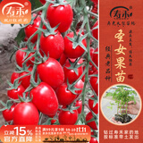 寿禾 各种蔬菜苗活苗带土发货大全菜苗大型苗场秋冬秧苗山东寿光种苗 【老品种】甜心圣女果苗 6棵