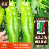 北蔬牛角椒种子苗大果尖椒辣椒微微辣秋冬四季菜种籽 牛角椒种子100粒