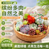 泰西丝多肉盆栽植物桌面绿植摆件组合四季好养耐旱喜阳肉肉盆景源头直发
