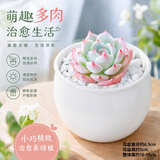 泰西丝多肉盆栽植物桌面绿植摆件组合四季好养耐旱喜阳肉肉盆景源头直发