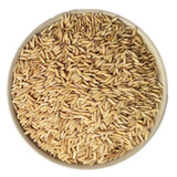 10斤带壳稻谷谷子水稻稻子粮食杂粮大米喂鸡鸭鹅鸽鸟仓鼠宠物饲料 农家稻谷10斤(不限购)