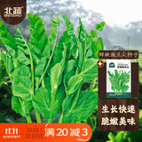 北蔬 豌豆尖种子苗芽苗菜秋冬四季吃苗蔬菜籽 北蔬鲜嫩豌豆尖种子200g