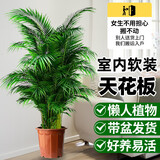 德沃多 散尾葵袖珍椰子50-70cm原生胶盆大型绿植室内办公室盆栽源头直发