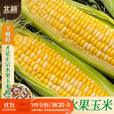 北蔬 水果玉米种子苗甜脆苞米籽 [种子干瘪]双色甜玉米种子25g约190粒