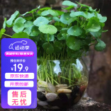 萌肉居铜钱草招财水培植物办公室桌面盆栽绿植/铜钱草草根+玻璃小圆球