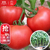 大禹菜苗秧蔬菜苗子大全活苗带土种子苗秋季西红柿盆栽圣女果秧苗阳台 大粉老品种西红柿番茄苗带土6棵