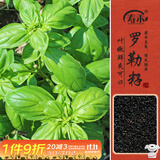 寿禾罗勒种子苗食用香草绿色盆栽种植香草种籽 潍丰寿艺罗勒种子5g