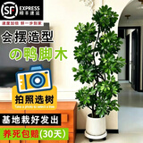 叹为观止大型植物发财树各种大颗盆栽开业乔迁客厅办公室内好养大型花卉 造型鸭脚木【1.4-1.6米】 含盆